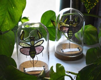 Handmade Stained Glass Green and Yellow European Mantis Specimen Cork Base Cloche Display