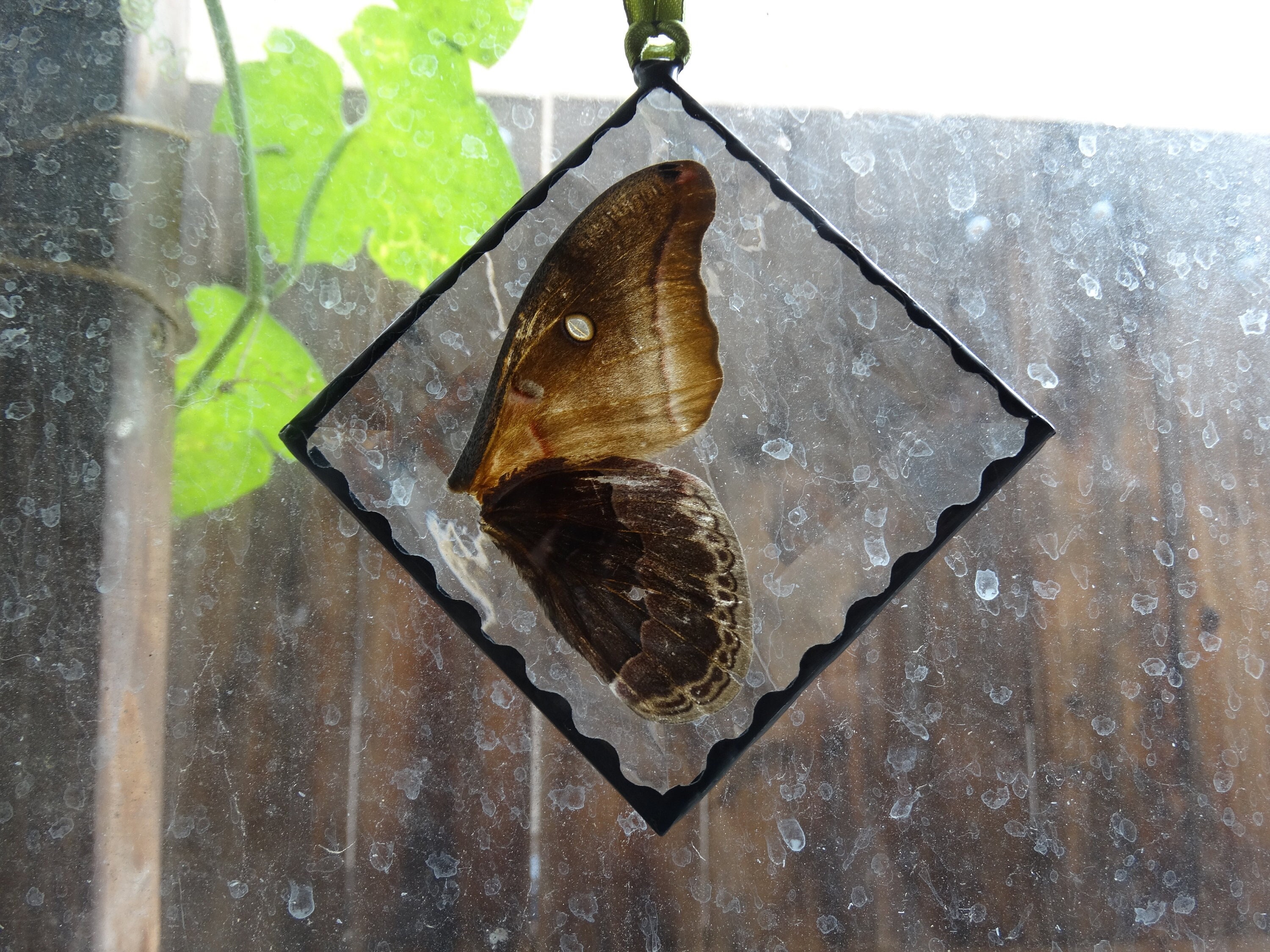 Stained Glass Pressed Butterfly Wing Specimen Suncatcher