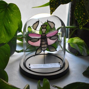 May include: A stained glass Malaysian Orchid Mantis sculpture encased in a clear glass dome on a black circular base. The insect features pink and white wings with dark solder lines. A white label reads Malaysian Orchid Mantis Hymenopus coronatus, glassiens.