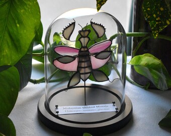 Handmade Stained Glass Green and Pink Malaysian Mantis Specimen Wood Base Cloche Display