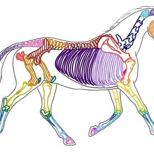 Könnte beinhalten: Eine Strichzeichnung eines Pferdes im Profil mit einer mehrfarbigen Überlagerung des Skelettsystems. Die Knochen sind in verschiedenen Farben wie Lila, Orange, Gelb, Blau und Grün hervorgehoben und zeigen die anatomische Struktur des Pferdes.