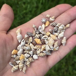 May include: A collection of small, spiraled sea shells in various shades of tan, brown, white, and cream. The shells feature intricate patterns including spots, stripes, and mottled textures, with some appearing solid light yellow or plain white.