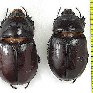 Buy Oryctes Rhinoceros Online In India - Etsy India
