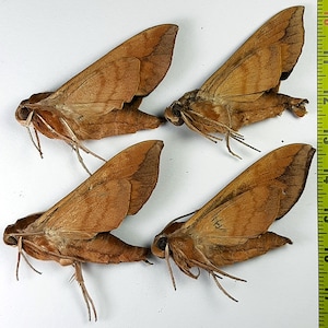 May include: Four preserved brown moths arranged in a grid, each featuring pointed wings with subtle darker brown bands. A yellow measuring tape is visible on the right side, showing measurements in centimetres from 25 to 43 cm along the edge.