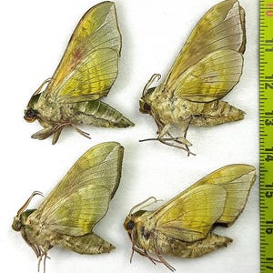 Puede incluir: Cuatro polillas esfinge de color verde lima preservadas dispuestas en cuadrícula, cada una con venación alar detallada y cuerpos esbeltos. Una cinta métrica amarilla es visible a la derecha, mostrando marcas de 10 a 17 cm como referencia.