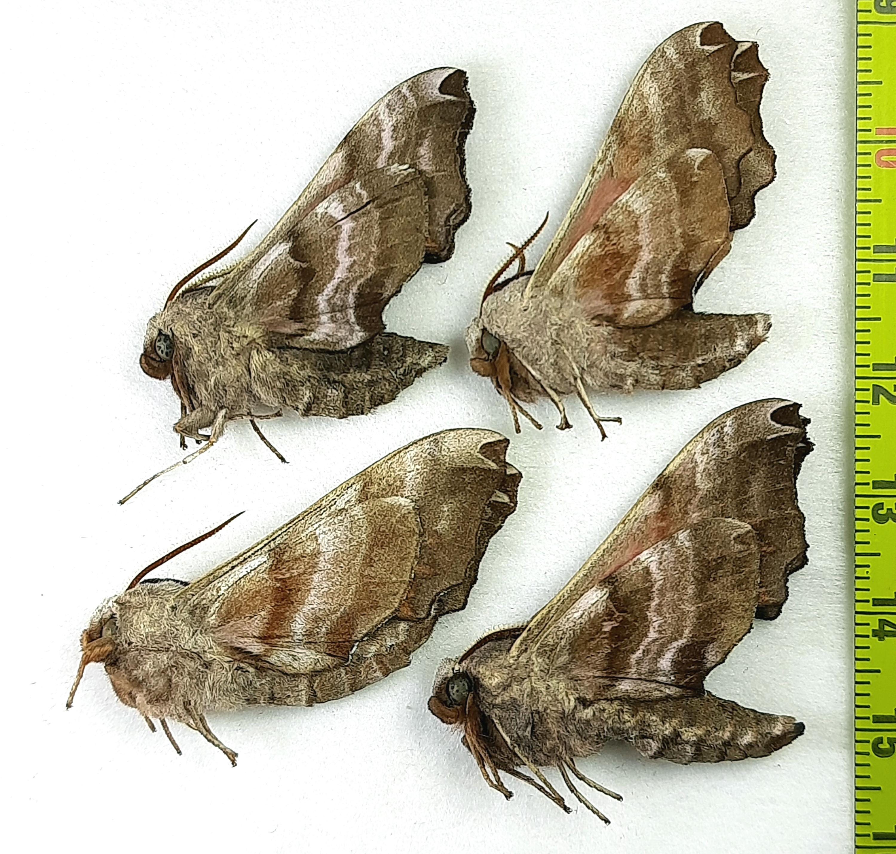 Sphingidae - Etsy 日本