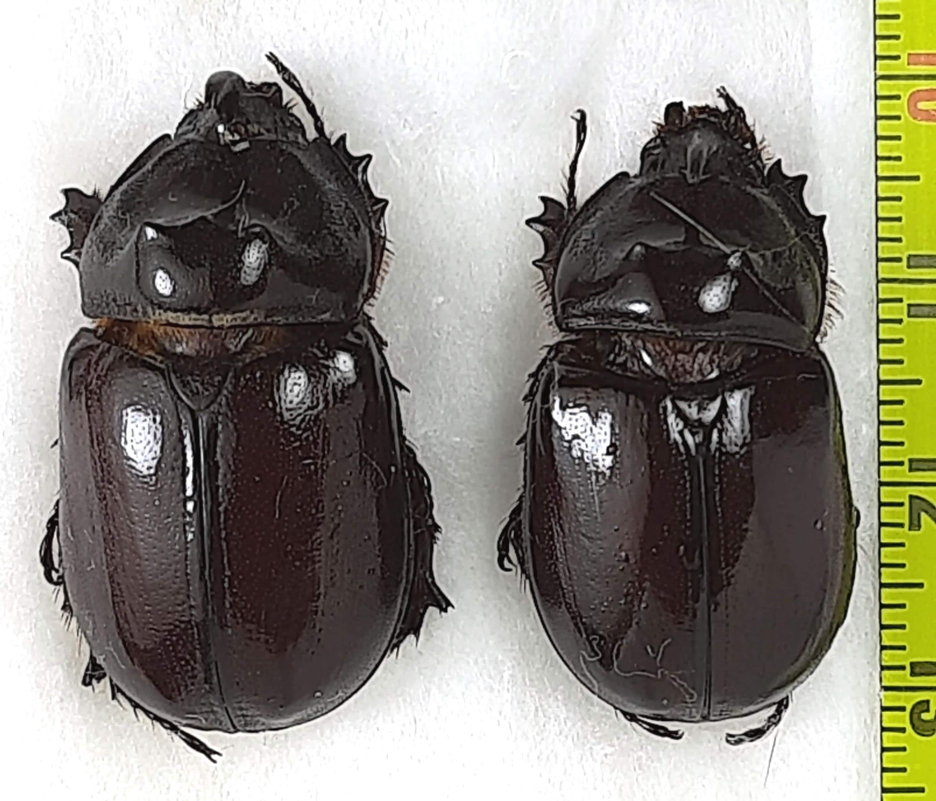 Buy Oryctes Rhinoceros Online In India - Etsy India