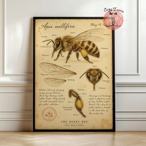 Honey Bee Anatomy Poster, Vintage Entomology Wall Art, Natural History Bee Print