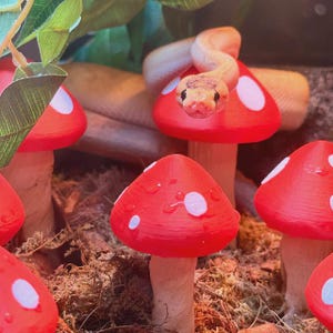 Reptile Mushroom Patch