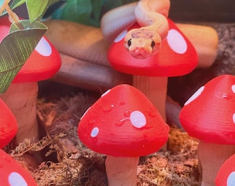 Reptile Mushroom Patch