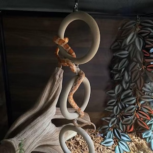 Snake Climbing Rings