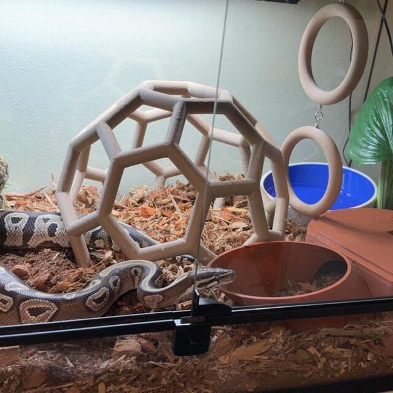 Może przedstawiać: Pyton kr&oacute;lewski odpoczywa w terrarium zawierającym beżową geometryczną kopułę do wspinaczki, wiszącą drewnianą zabawkę w kształcie pierścieni, niebieską miskę na wodę i kryj&oacute;wkę z terakoty. Podłoże wyłożone jest zrębkami drewnianymi.