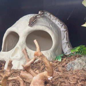 May include: A light-colored, off-white skull-shaped reptile hide with large eye sockets and a nasal cavity. A slender snake with a patterned brown and cream-colored body is resting on top of the skull, draped over the curved surface.