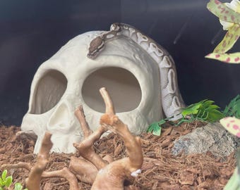 Reptile Skull Hide
