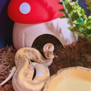 May include: A light-colored ball python with tan and cream patterns resting on brown substrate. Behind the snake is a red and white mushroom-shaped hide and a green artificial fern. A shallow beige bowl sits in the foreground of the enclosure.