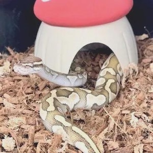 May include: A ball python with a light tan and brown patterned scale texture emerging from a small, dome-shaped mushroom hide. The hide features a bright red cap with white spots and a cream-colored base with a rounded entrance archway.