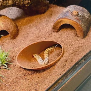May include: A small, light-colored snake with dark brown spots resting inside a smooth, oval-shaped terracotta-colored bowl. The bowl sits on a bed of brown substrate, surrounded by two curved wooden log hides and a small green air plant.