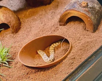 Burrow Hides With Lids