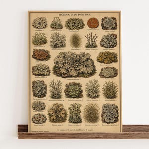 May include: A rectangular canvas print featuring a vintage-style botanical illustration of various lichens on a beige background. The text at the top reads LICHENS, GUIDE POUR TOUS, with smaller labels beneath each detailed, multi-colored lichen drawing.