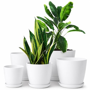 May include: A collection of five smooth, matte white cylindrical plant pots with matching saucers. Two of the pots contain live green plants: one is a snake plant with yellow-edged leaves, and the other is a tall plant with broad, dark green leaves.