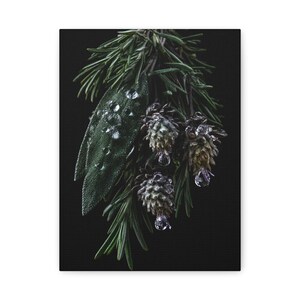May include: A bundle of dark green rosemary sprigs and sage leaves adorned with small pinecones, all covered in clear water droplets against a solid black background. The botanical arrangement features textured foliage and damp, glistening surfaces.