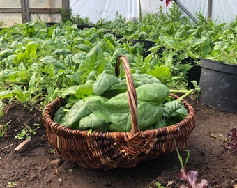 Cesta de forrajeo Frame, hecha a mano de sauce escocés