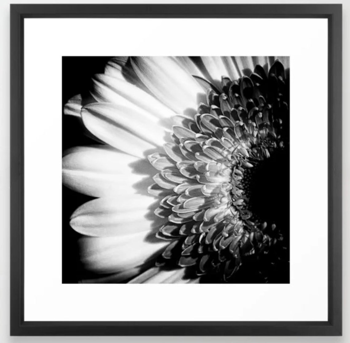 Gerbera Daisy Photograph Black & White Modern Floral Etsy