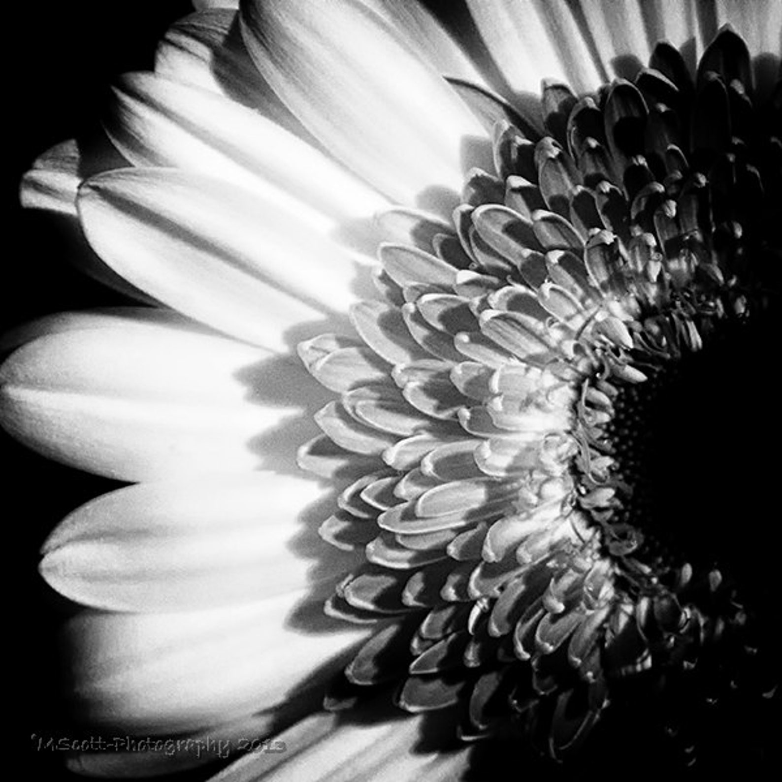 Gerbera Daisy Photograph Black & White Modern Floral Etsy