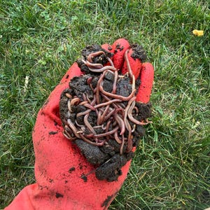 Red Wiggler compost worms