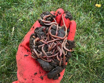 Red Wiggler compost worms