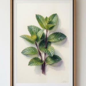 May include: A framed watercolour painting of a sprig of fresh mint leaves. The leaves are various shades of green with visible water droplets on their surfaces. The stems are a dark reddish-brown colour. The artwork is set in a light wood frame.