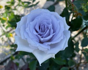 Rose 'Grawn Blue' Own Root Rose | Healthy 1 Gallon Live Plant