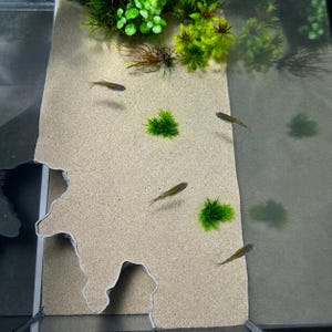 Puede incluir: Un interior de acuario con un sustrato de arena de color beige claro con un borde ondulado, varias plantas acu&aacute;ticas verdes peque&ntilde;as y cuatro peces delgados de color gris parduzco nadando por la zona de arena y la secci&oacute;n de grava gris oscuro.