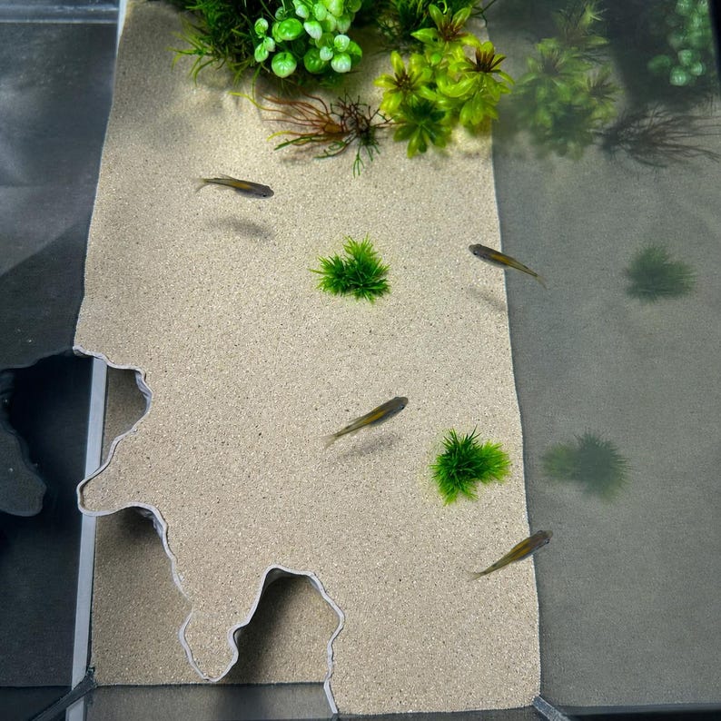 Puede incluir: Un interior de acuario con un sustrato de arena de color beige claro con un borde ondulado, varias plantas acu&aacute;ticas verdes peque&ntilde;as y cuatro peces delgados de color gris parduzco nadando por la zona de arena y la secci&oacute;n de grava gris oscuro.