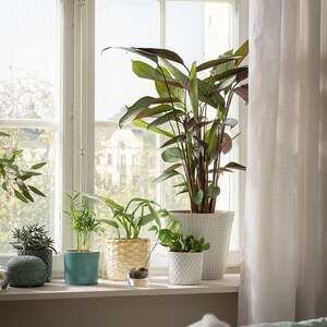 May include: A collection of indoor plants in various pots on a windowsill. The pots include a textured white planter, a woven basket, a teal ribbed container, and a dark green patterned vessel, housing a variety of green foliage plants.