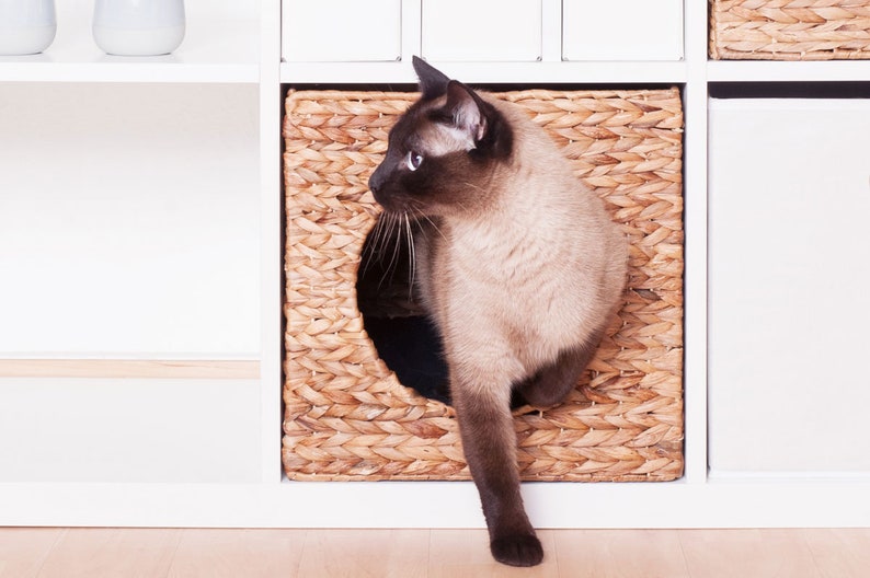 In einem Regalfach eines Ikea Kallax Regals steckt ein Katzenkorb Einsatz. Aus dem Korb aus Wasserhyazinthe kommt eine Katze geklettert.