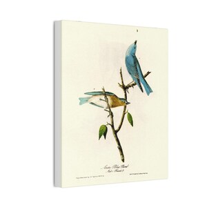 Canvas Art Print, Nature Wall Decor, Bird Illustration, Home Decor, Eco-Friendly Artwork, Gift for Bird Lovers, Vintage Style
