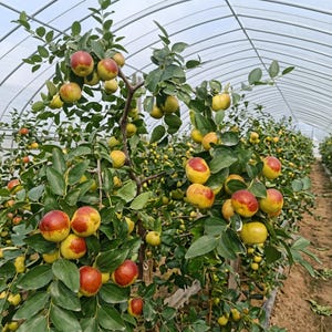 Panzao Jujube Tree Seedlings – Rare Fruit, Cold-Resistant Bare-Root Plants