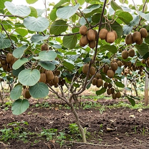 May include: A kiwi fruit plant growing in a field with numerous brown, oval-shaped kiwi fruits hanging from thin branches among large, rounded green leaves. The plant is supported by a wire trellis system above dark, tilled soil in an orchard.