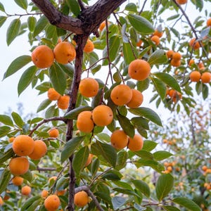 May include: A persimmon tree branch laden with numerous round, vibrant orange fruits and smooth, oval-shaped green leaves. The tree features a dark brown, textured bark and multiple stems extending outward, showcasing the ripening fruit in clusters.