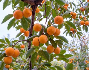 May include: A persimmon tree branch laden with numerous round, vibrant orange fruits and smooth, oval-shaped green leaves. The tree features a dark brown, textured bark and multiple stems extending outward, showcasing the ripening fruit in clusters.