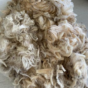 May include: A large pile of raw, unwashed sheep wool featuring a mix of off-white, cream, and light brown fibres. The wool has a distinct crimped, curly texture with visible natural debris and organic matter scattered throughout the dense mass.