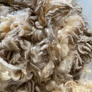May include: A raw, unwashed sheep fleece featuring a dense collection of natural fibres in varying shades of cream, beige, and light brown. The texture is curly and matted, showcasing the organic, unprocessed state of the animal wool locks.