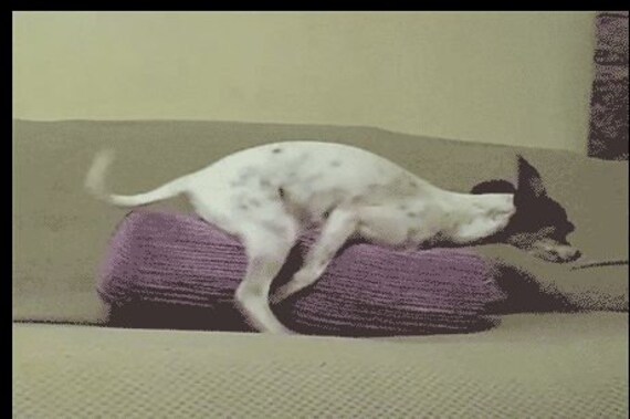 Doggy Humping Pillow A Soft Cozy Pillow For Your Dog To Do Etsy