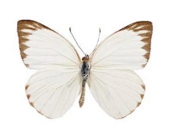 Großer Schmetterling „Ascia monuste“.