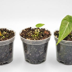 May include: Three small, clear plastic pots filled with dark potting soil, each containing a single young plant. The plants feature small, light green leaves with visible veining, emerging from the soil in individual containers.