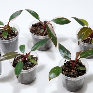 May include: Six small Philodendron plants in clear plastic pots, each containing dark green leaves with occasional pink or white variegation. The plants have reddish stems and are planted in dark potting soil with visible perlite particles.