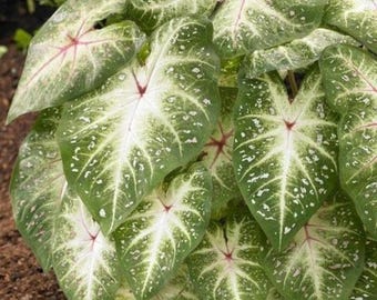 Bulbos de Caladium Aaron / Planta de hojas ornamentales de raíz grande, follaje en forma de corazón (Zonas 9-11)
