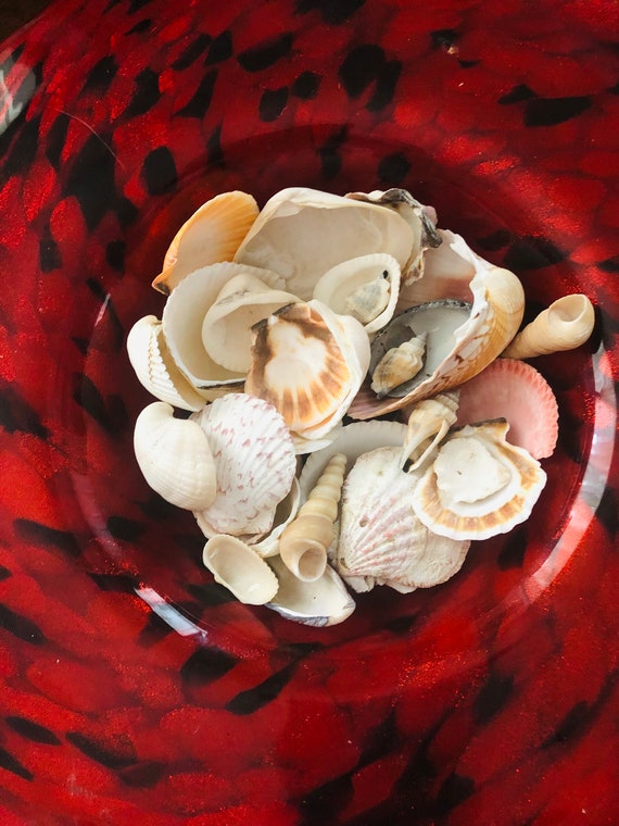 Beach Shells for Crafts Home Decor. Very Clean Assorted 