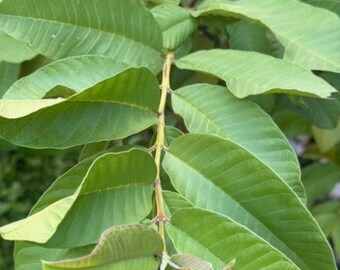Feuilles de goyave séchées | Tisane de goyave (Psidium guajava) | Thé de goyave en vrac | Tisane tropicale naturelle | Feuilles de thé sans caféine